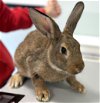 adoptable Rabbit in , MA named PERSIL