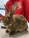 adoptable Rabbit in , MA named TIMO