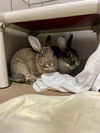 adoptable Rabbit in Boston, MA named TIMO