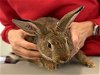 adoptable Rabbit in boston, MA named ANETO