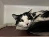 adoptable Cat in , MA named MIA