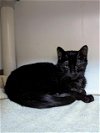 adoptable Cat in , MA named PENNE