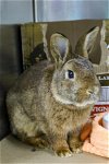 adoptable Rabbit in boston, MA named TARANTINO