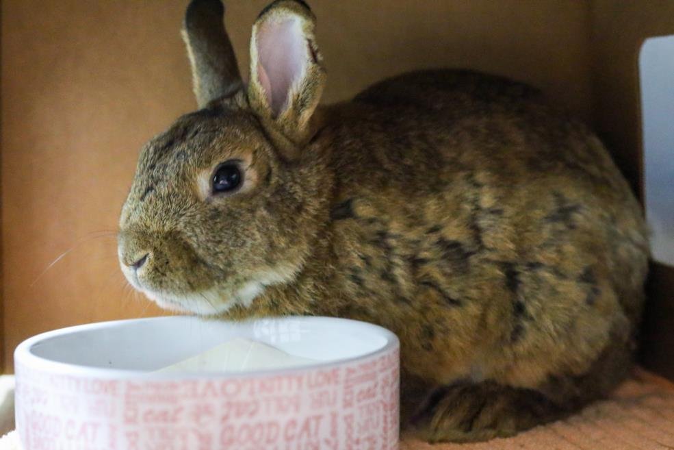 adoptable Rabbit in Boston, MA named STEVEN SPIELBERG
