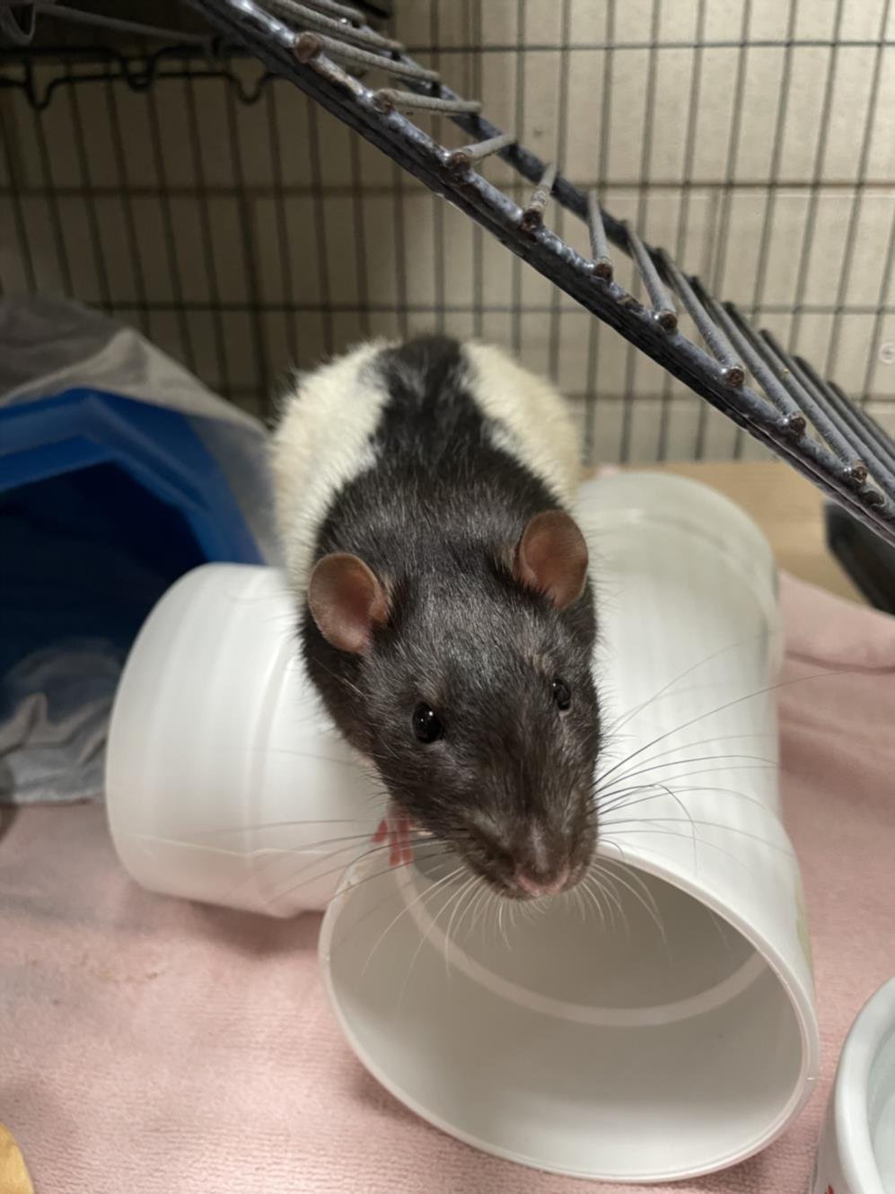adoptable Rat in Boston, MA named NICODEMUS