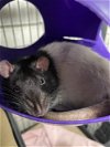 adoptable Rat in , MA named NIMH