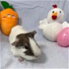 adoptable Guinea Pig in , MA named RUBY