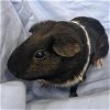 adoptable Guinea Pig in boston, MA named AGNES