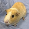 adoptable Guinea Pig in , MA named MAGGIE