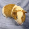 adoptable Guinea Pig in , MA named MARSHALL