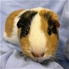 adoptable Guinea Pig in boston, MA named BOOTS