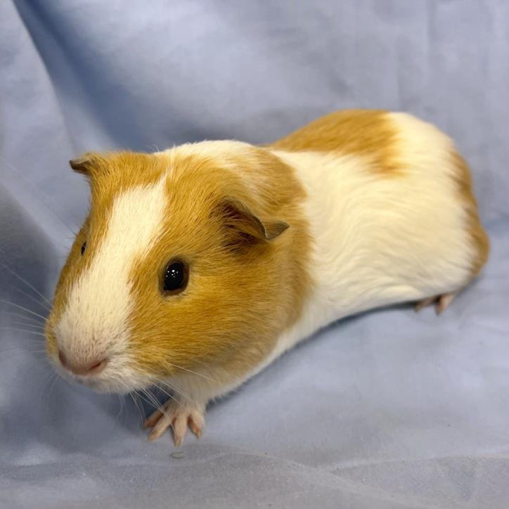 adoptable Guinea Pig in Boston, MA named CURLY