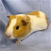 adoptable Guinea Pig in , MA named CURLY