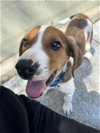 adoptable Dog in boston, MA named BOBBY