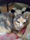adoptable Cat in boston, MA named ZIA