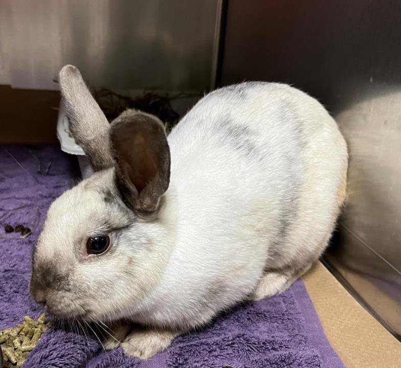 adoptable Rabbit in Boston, MA named OPAL