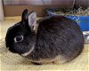 adoptable Rabbit in  named ONYX