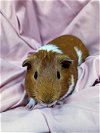 adoptable Guinea Pig in  named COFFEE