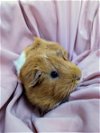 adoptable Guinea Pig in  named BULLSEYE
