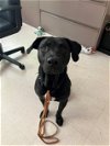 adoptable Dog in boston, MA named ROCCO