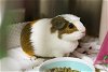 adoptable Guinea Pig in , MA named SUMMER