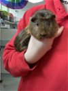 adoptable Guinea Pig in , MA named SWEETIE