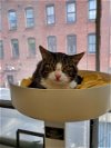 adoptable Cat in , MA named SOX
