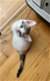 adoptable Cat in , MA named SNOWBALL