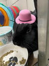 adoptable Rabbit in , MA named FRANKIE