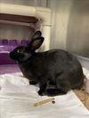 adoptable Rabbit in , MA named ANNABETH