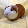 adoptable Guinea Pig in , MA named ALMOND