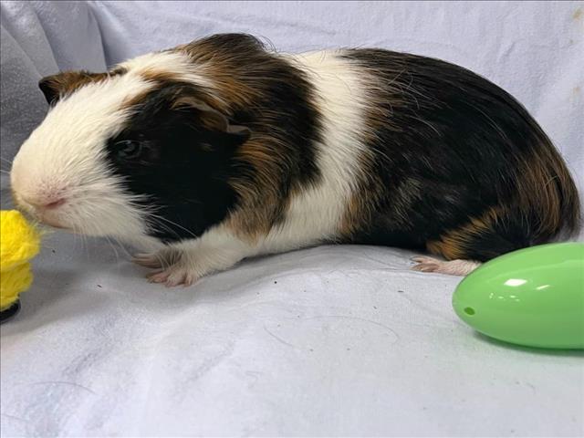 adoptable Guinea Pig in Boston, MA named PECAN