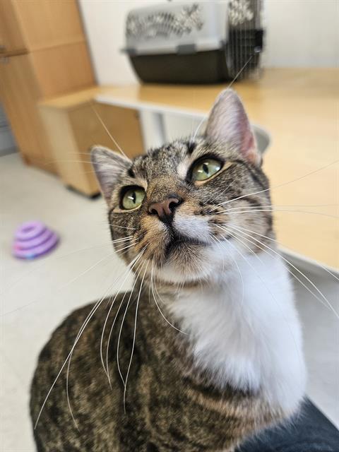 adoptable Cat in Boston, MA named MENLO MAMA