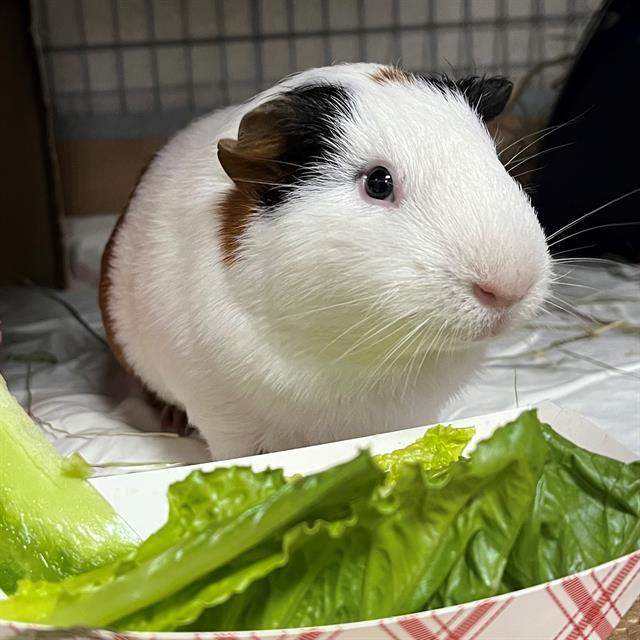 adoptable Guinea Pig in Boston, MA named KEVIN