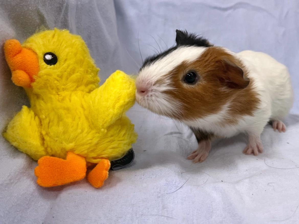 adoptable Guinea Pig in Boston, MA named GOUDA