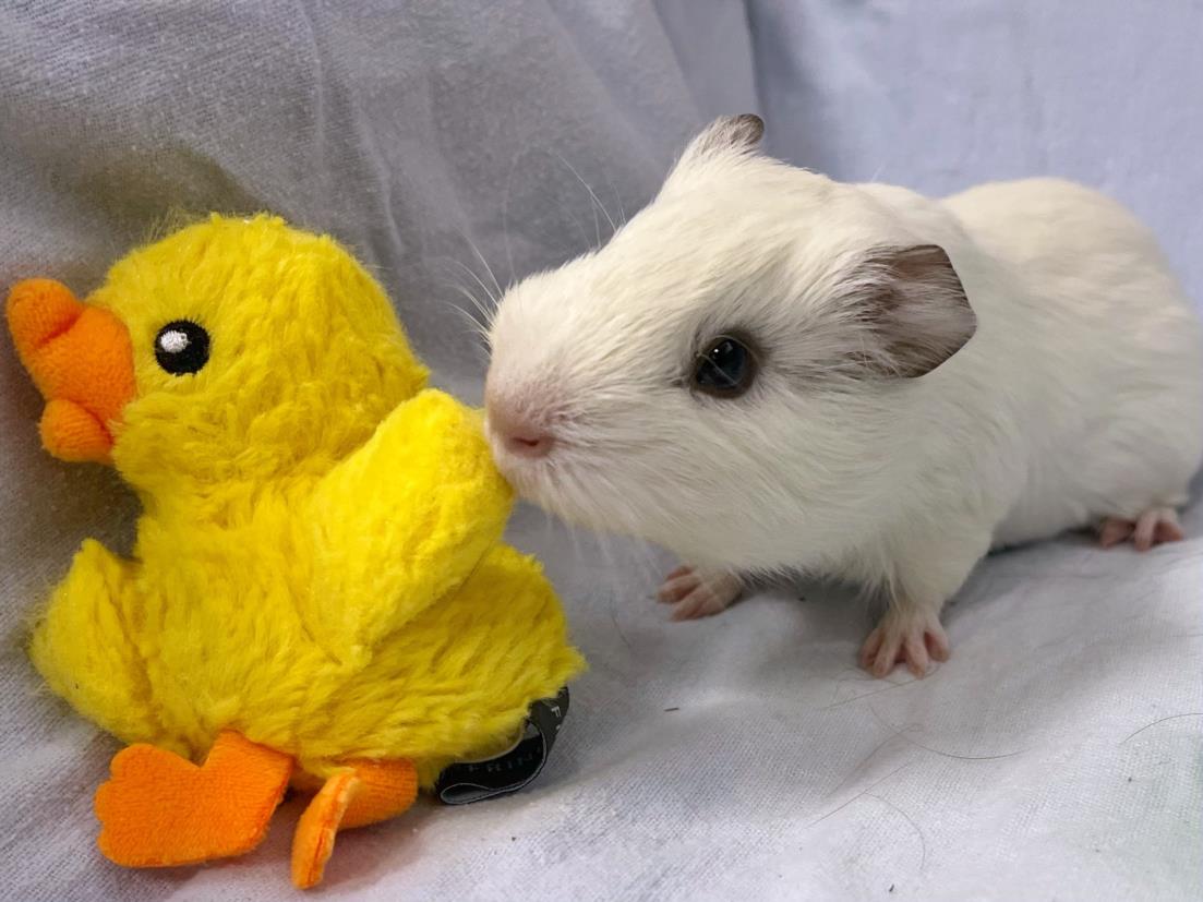 adoptable Guinea Pig in Boston, MA named MARSHMALLOW