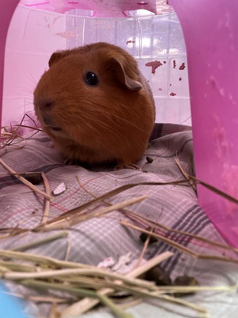 adoptable Guinea Pig in Boston, MA named POTATO