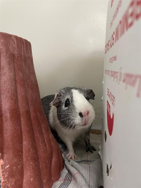 adoptable Guinea Pig in Boston, MA named CROUTON