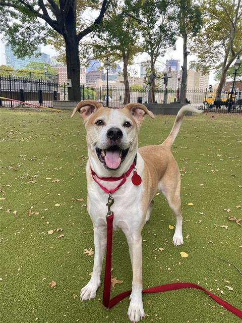 adoptable Dog in Boston, MA named ZEUS