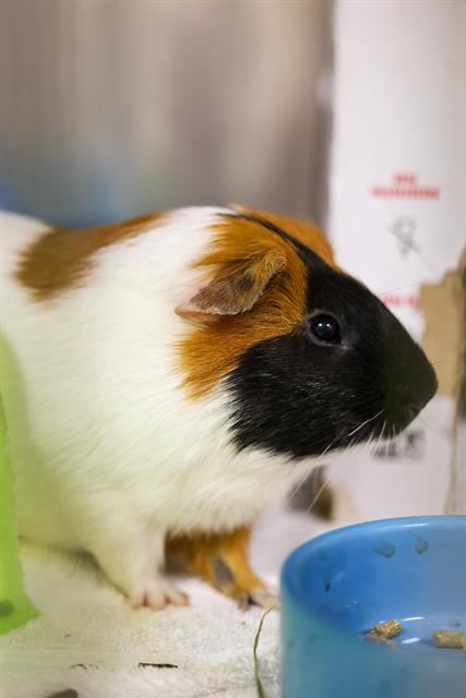 adoptable Guinea Pig in Boston, MA named WEEE