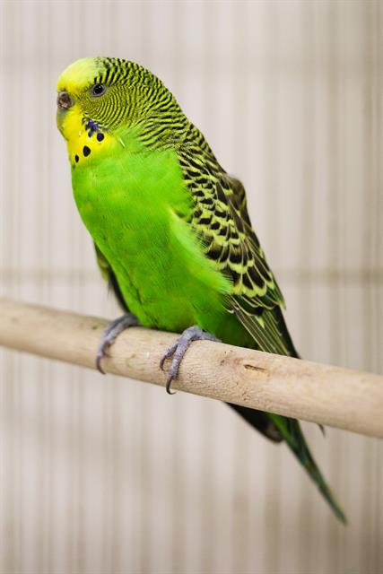 adoptable Bird in Boston, MA named AUDREY