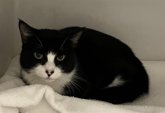 adoptable Cat in Boston, MA named TUCK