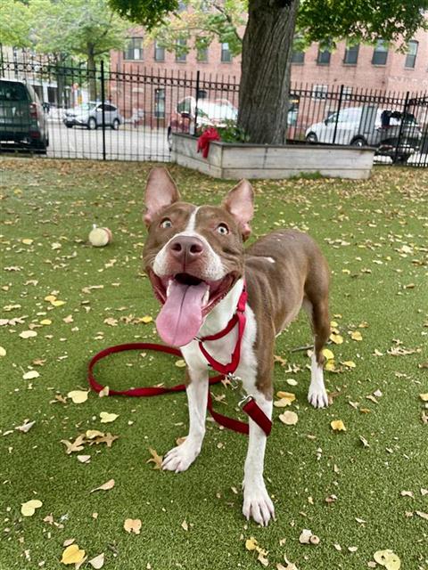 adoptable Dog in Boston, MA named KNUCKLES