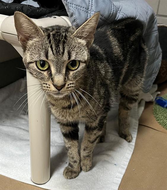 adoptable Cat in Boston, MA named PALETTE