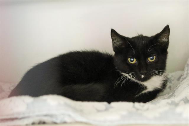 adoptable Cat in Boston, MA named WEDNESDAY