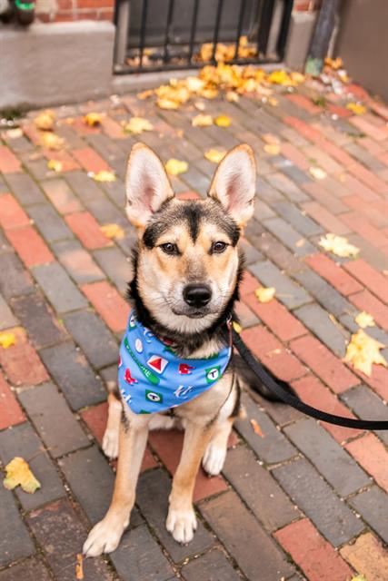 adoptable Dog in Boston, MA named VAL