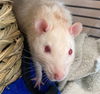 adoptable Rat in , MA named SPOT