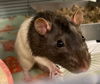 adoptable Rat in , MA named JERRY