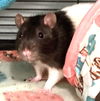 adoptable Rat in , MA named STUART