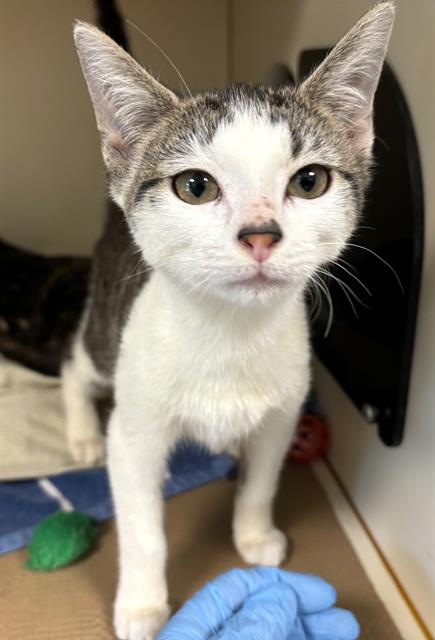 picture of the cat needing adoption